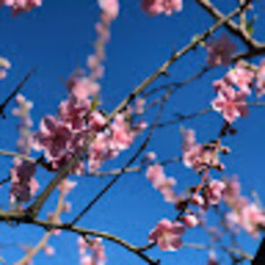 Meet your Posher, Marbella